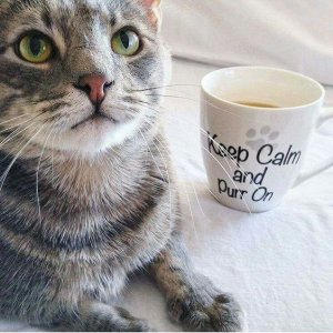 calm cat meme catitude sf.jpg