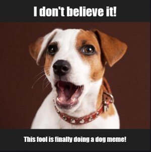 dog1.jpg