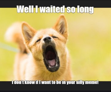 dog5.jpg