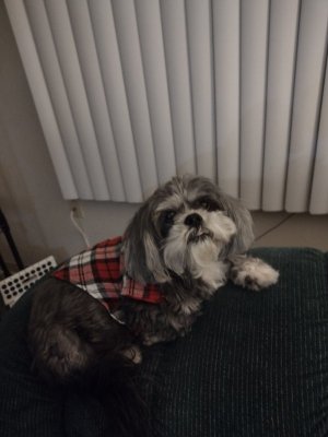 suzyflannel2024.jpg