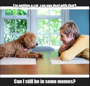 dog3.jpg