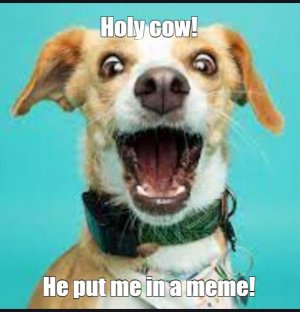 dog4.jpg
