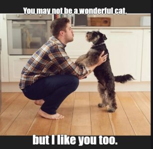 dog2.jpg