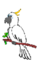 Cockatoo.gif