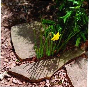 daffodil.jpg