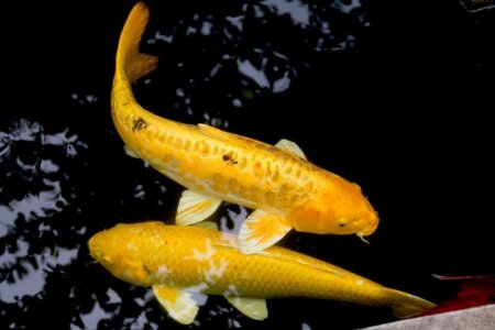 koi.jpg