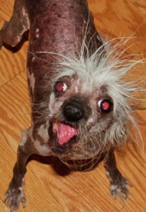 doggy.jpg