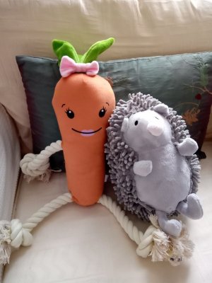 katy the carrot.jpg