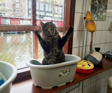 cattitude.jpg