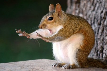 squirrel.jpg