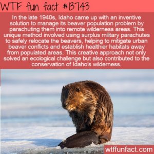 WTF-Fun-Fact-parachuting-beavers.jpg