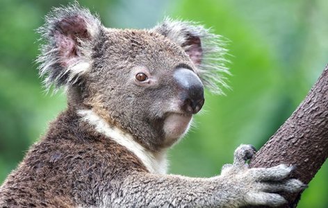 koala.jpg