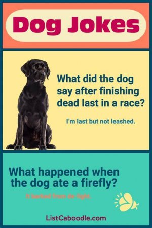 dog7.jpg