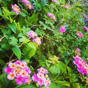 Lantana.jpg