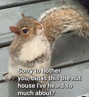animal humor.jpg