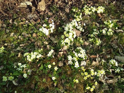 flowers0.jpg flowers0.jpg