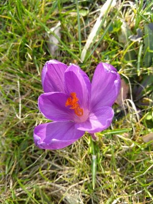 flowers1.jpg flowers1.jpg