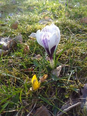 flowers2.jpg flowers2.jpg