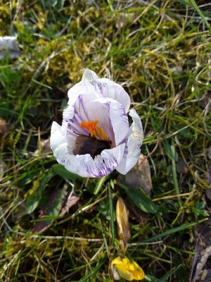 flowers3.jpg flowers3.jpg