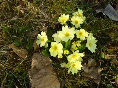 flowers4.jpg flowers4.jpg