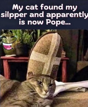 pope cat.jpeg