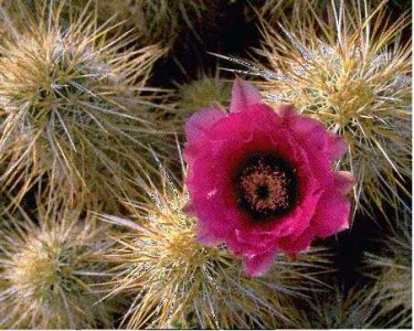 cactus04.jpg