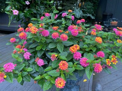 Lantana2.jpg