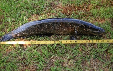 snakehead.jpg