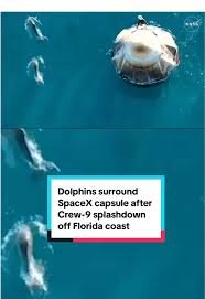 Dolphins Welcome.jpg