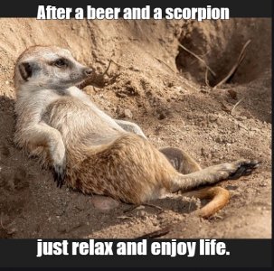 meerkats2.jpg