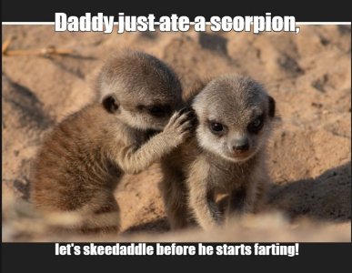 meerkats4.jpg