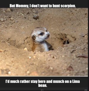meerkats3.jpg