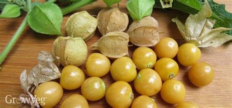 th-177589198.jpg th-177589198.jpg