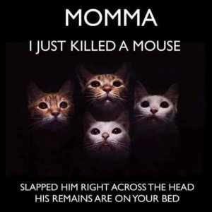 Singer Creates Bohemian Catsody' Parody and Cat Lovers Can Relate.jpg