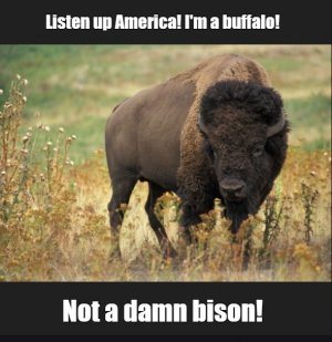 buffalo1.jpg