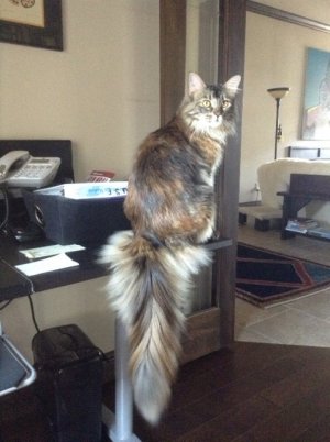 izzi and bizzi   office.jpg