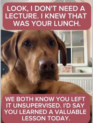 doglunchjoke.jpg