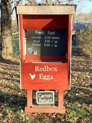 Eggs.jpg
