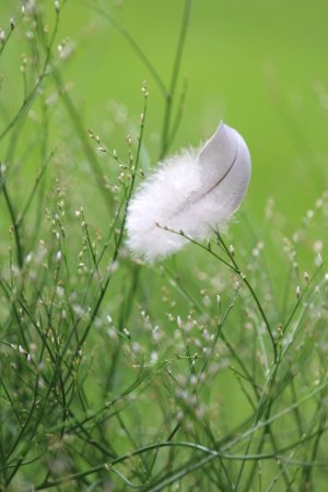 feather-6539949_1920 KRiemer Pix.jpg
