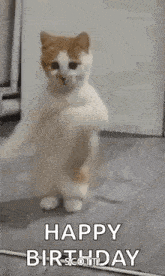 dancing-cat-dance.gif