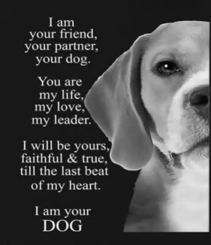 I am your dog.jpg