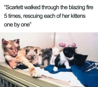 catwalkthroughfiretorescuekillens.jpg