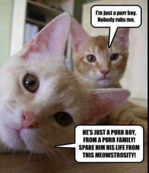 catfunny.jpg
