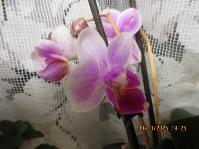 IMG_8356.JPG