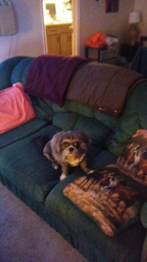 suzyoncouch2018.jpg