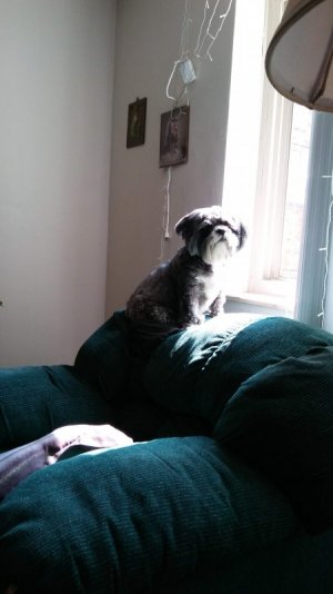 suzysunlight.jpg