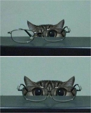676d100c48057_funny-cute-cats-pics.jpg