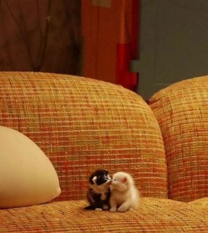 funny-cute-cats-pics-100-6772a5d197062__700.jpg
