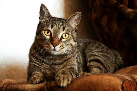 adorable-animal-cat-747795.jpg