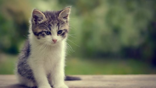 Beautiful-cat-wallpaper.jpg
